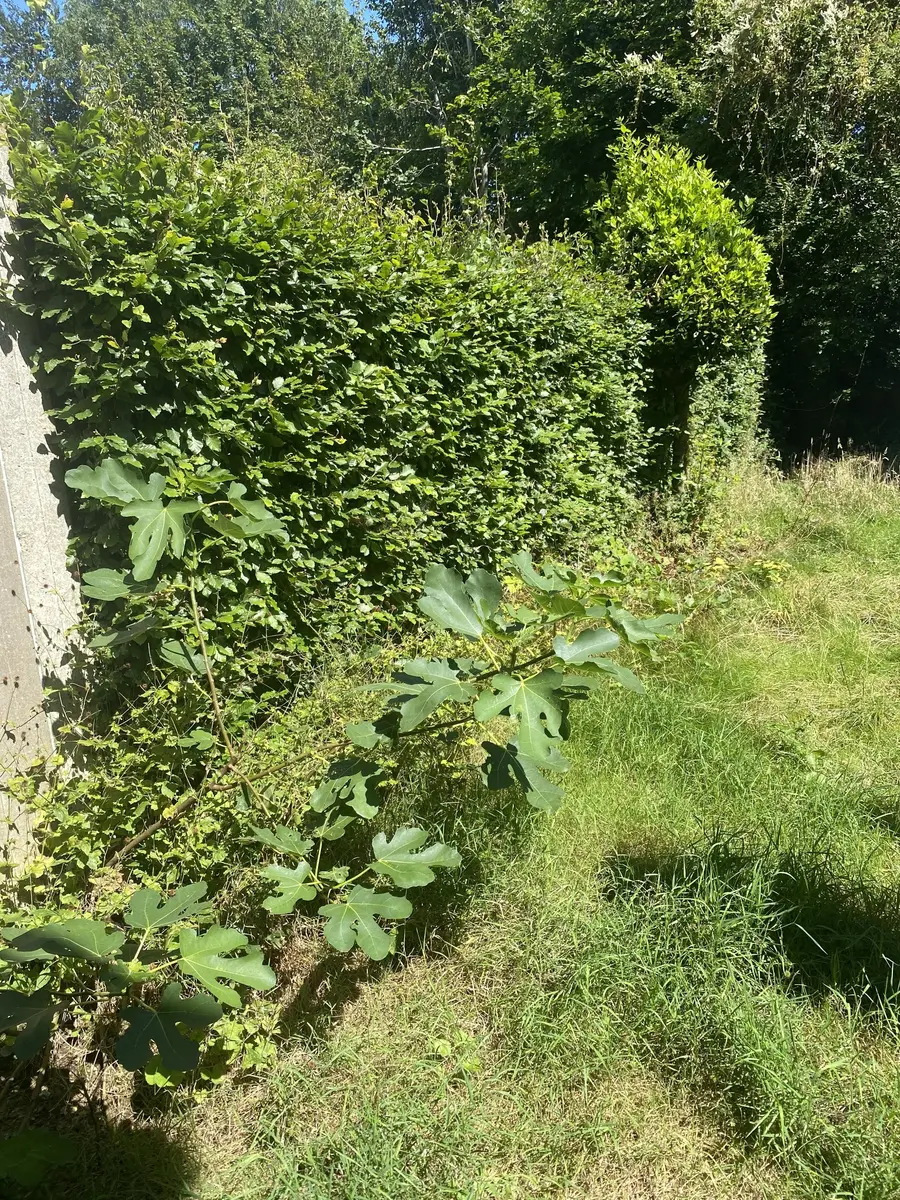 Tuin vóór een grondige onderhoudsbeurt